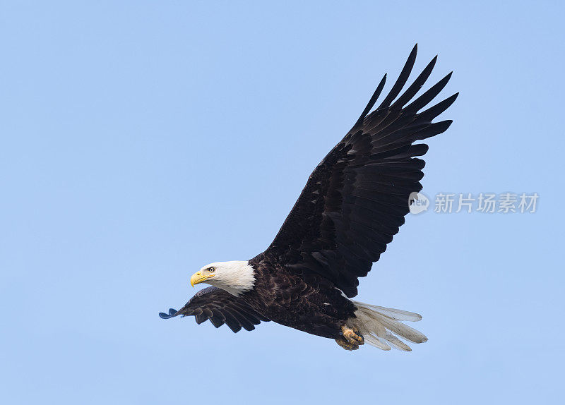 白头haliaeetus leucocephalus，阿拉斯加的秃鹰。美国的国鸟。